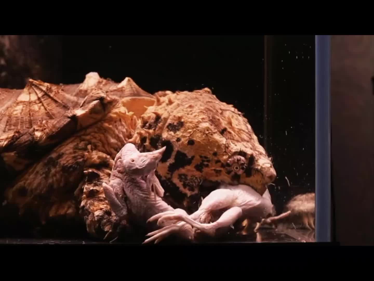 @Monsterfishkeeper