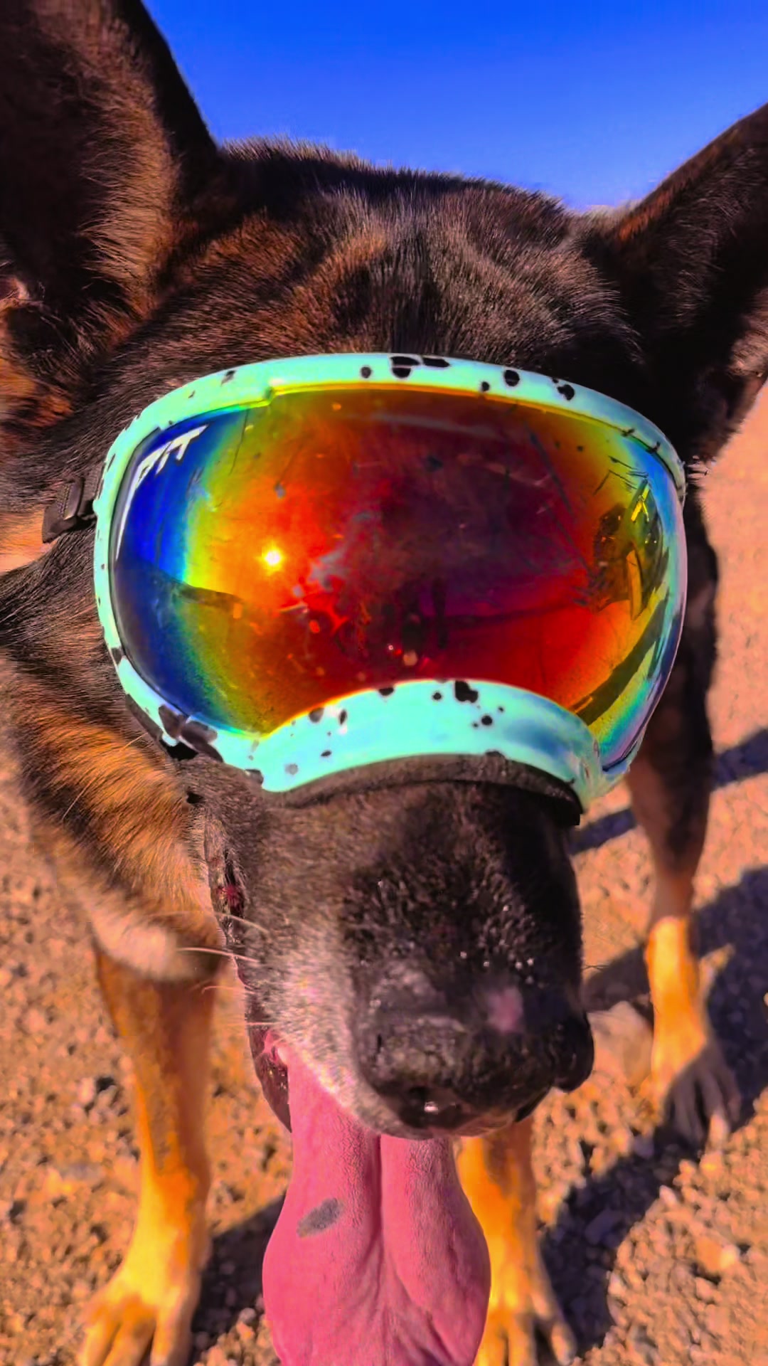 @K9 Arlo