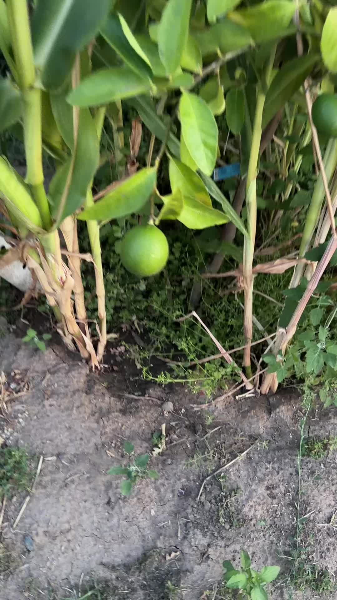 @👻