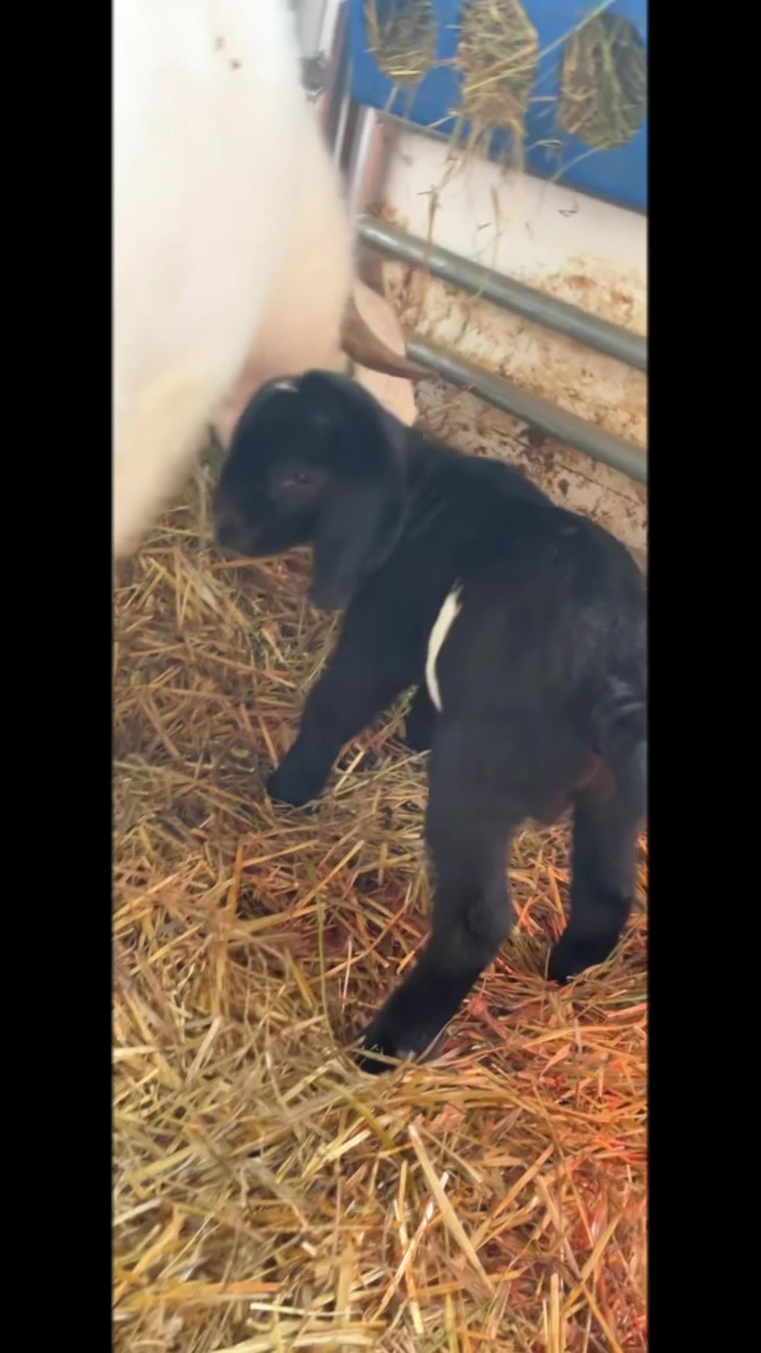 @Jmertinsfarm