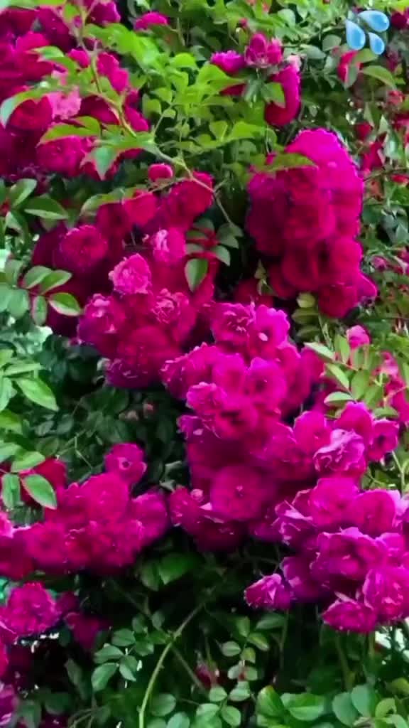 @Марина 🌹