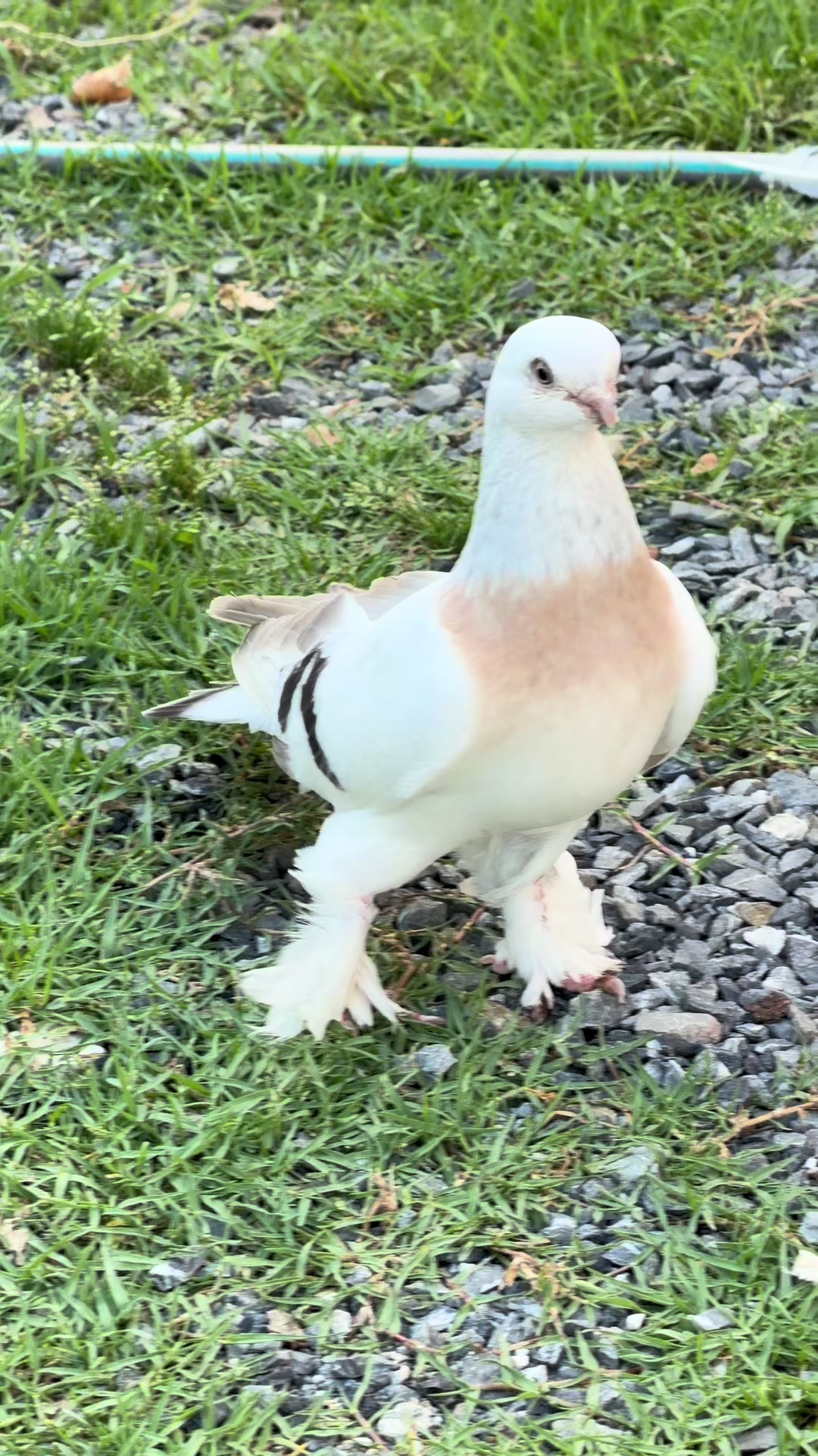 @Aydın Uyumaz