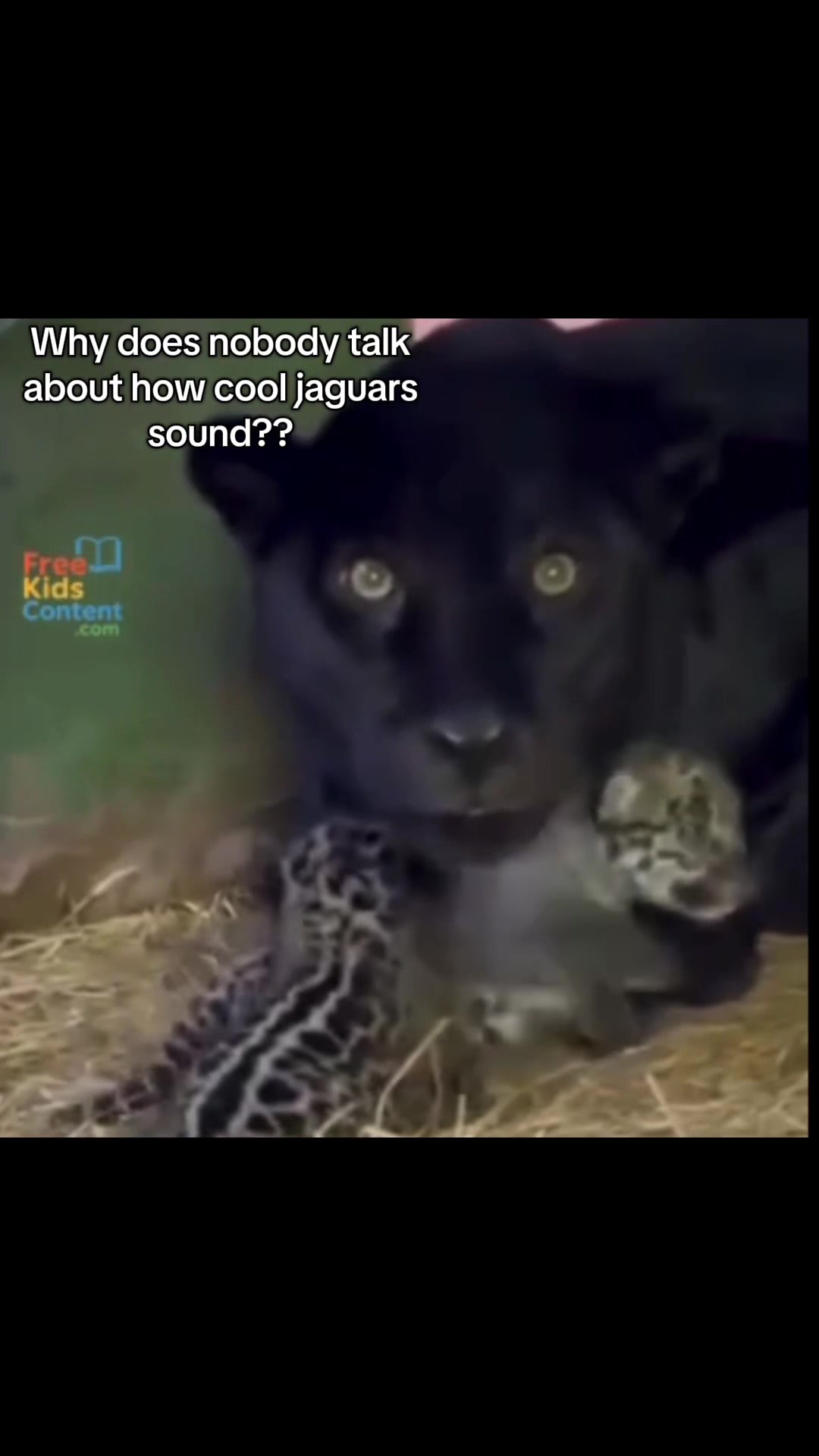 @𝘛𝘪𝘨𝘳𝘦𝘴𝘴 ⌗ 🐅