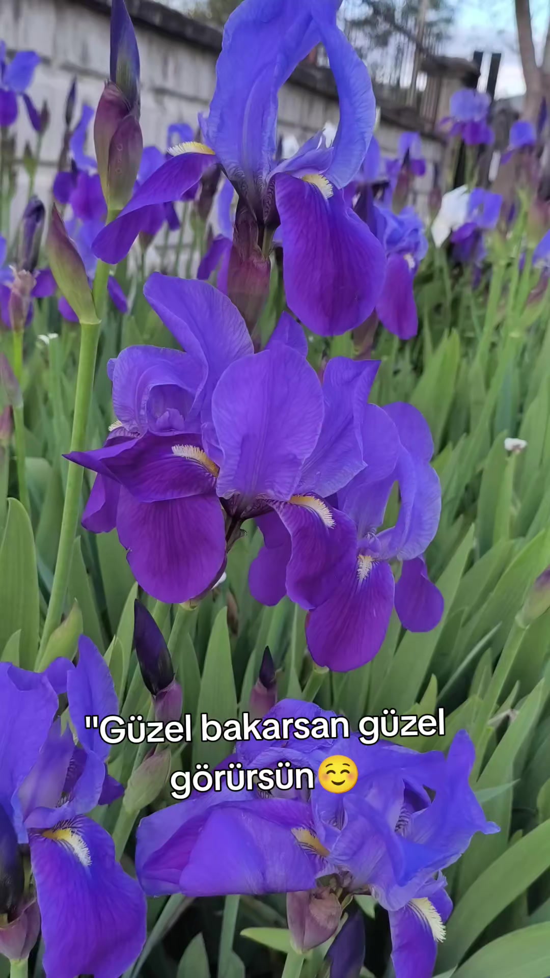 @AYŞE