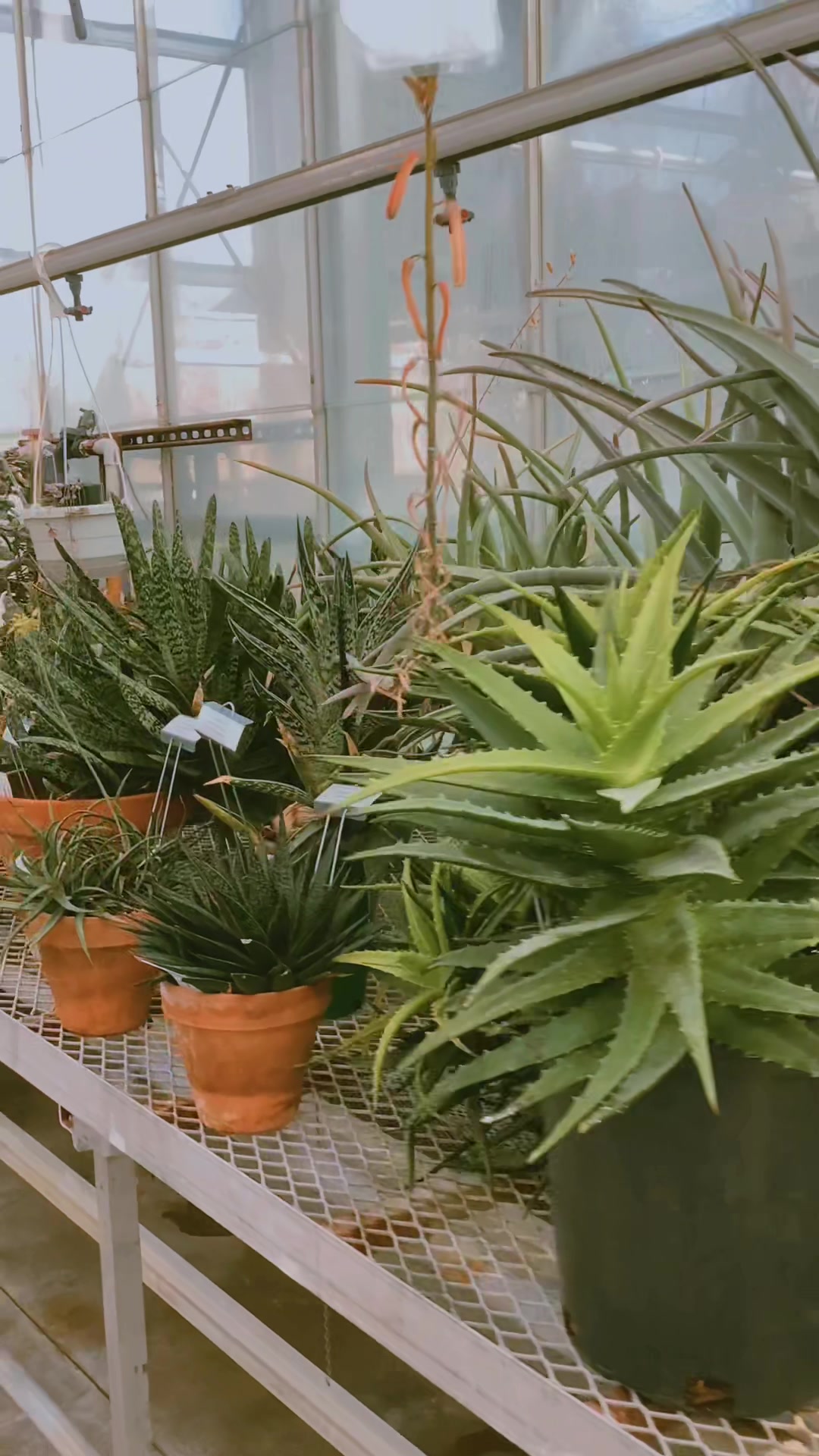 @bsu greenhouse