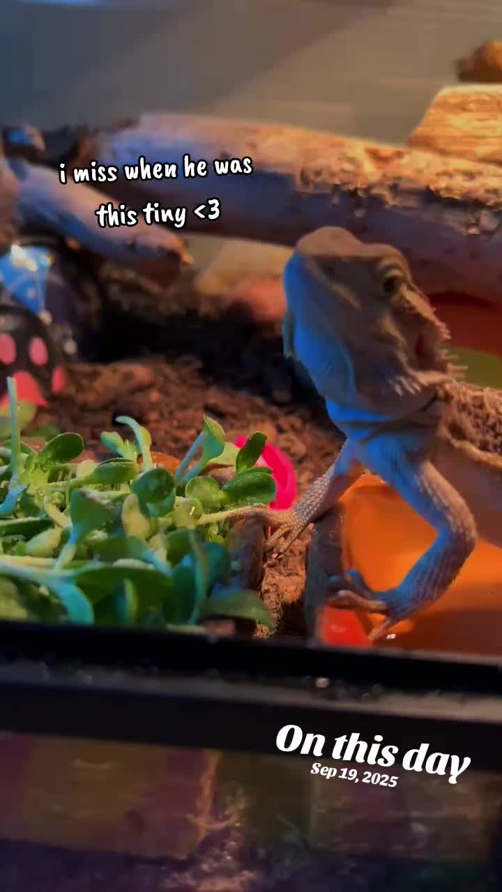 @◇˚.⋆ᏦᎩᏝᏋᏒ 🦴🐾⋆.˚◇