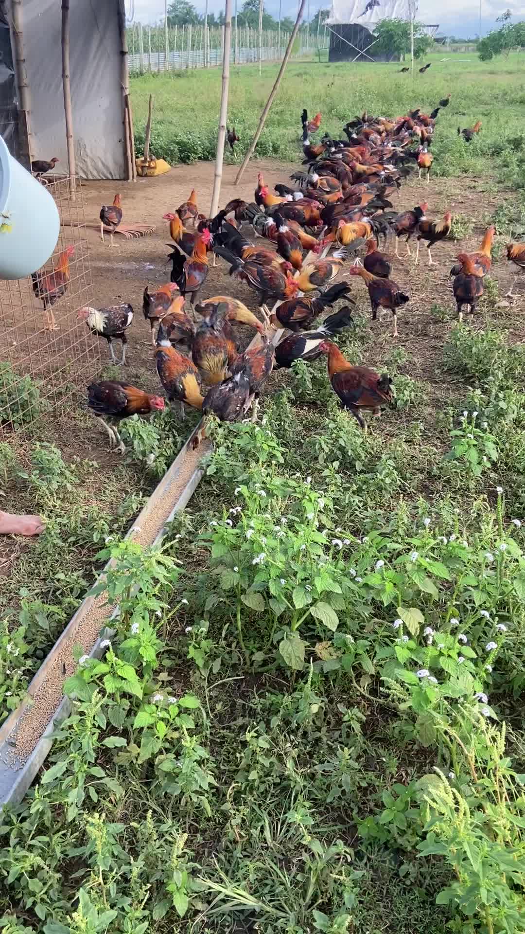 @bochzhog gamefarm
