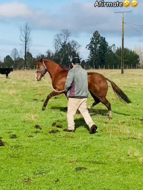 @Horses TikTok