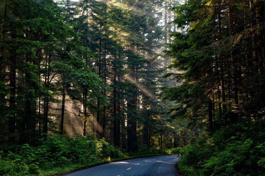 @Боровляны|Новости🌳