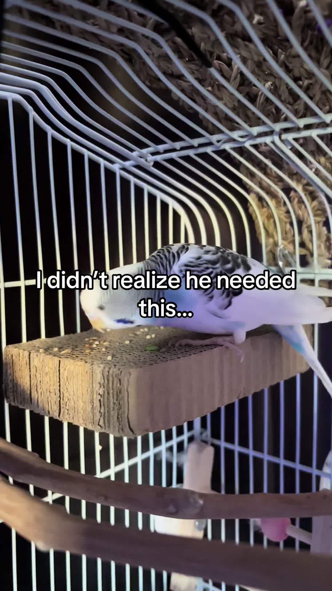@Tiny Tweets