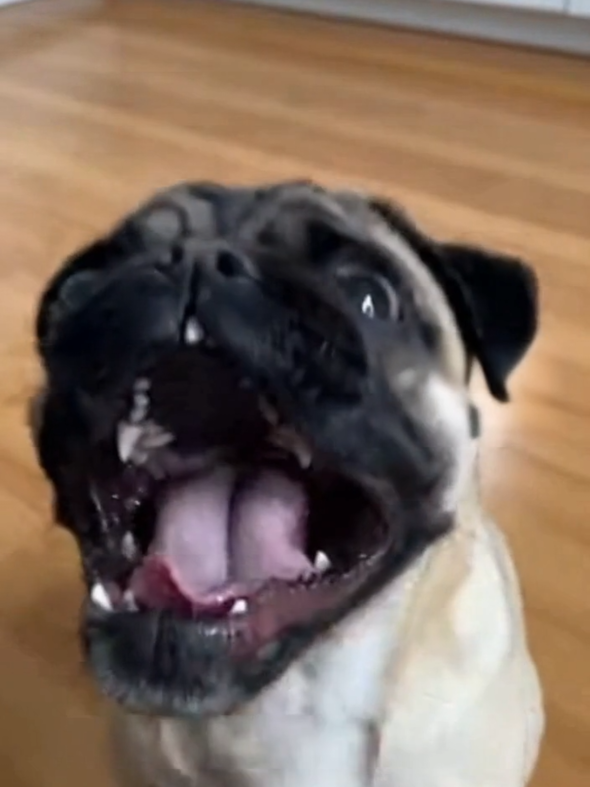 @Pug