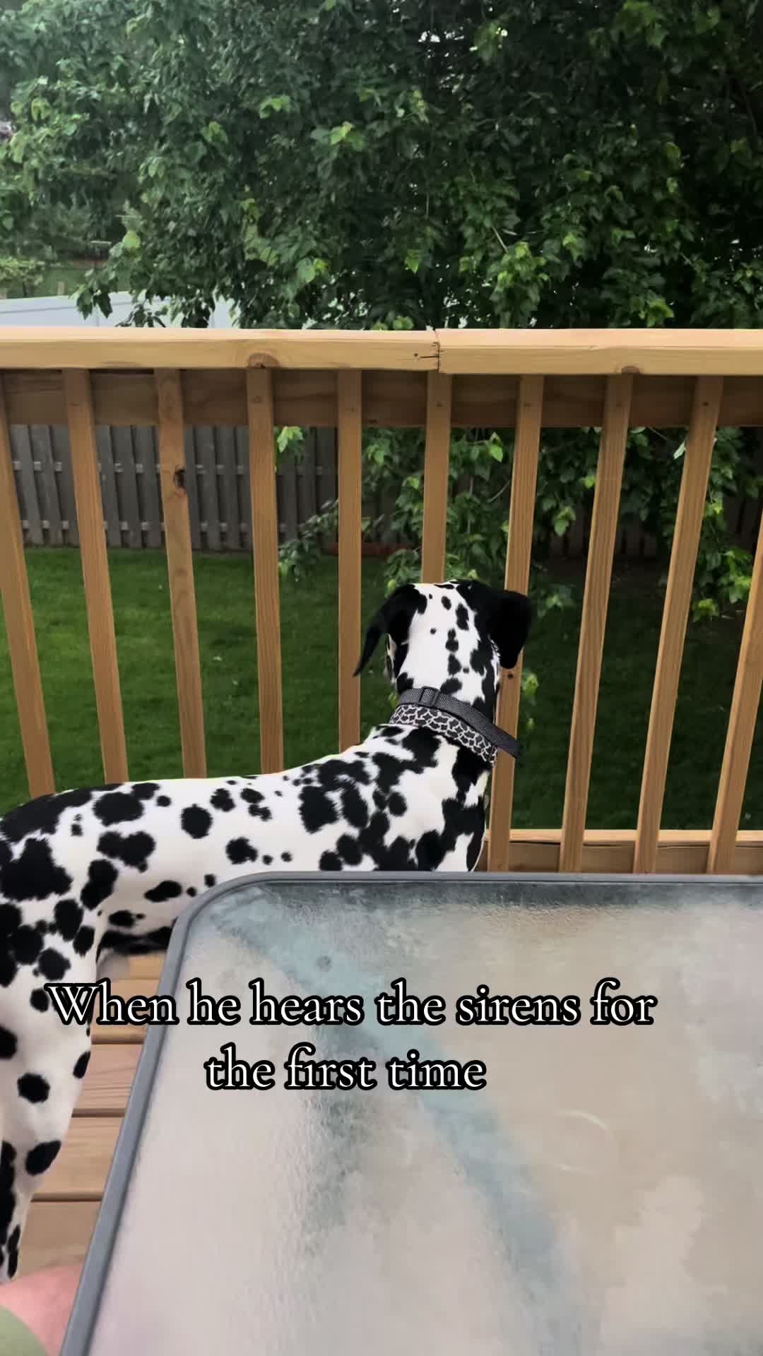 @Cannoli
