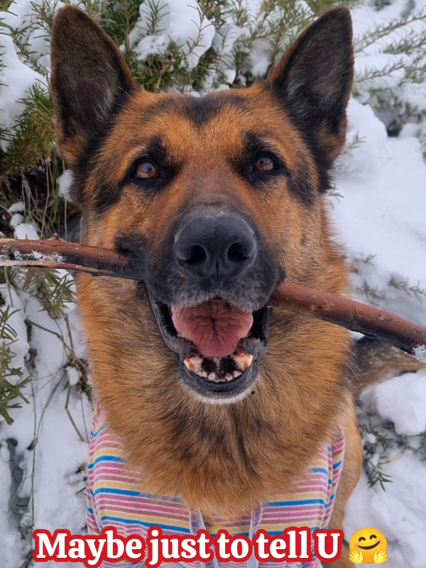 @germansheperd.Rexi