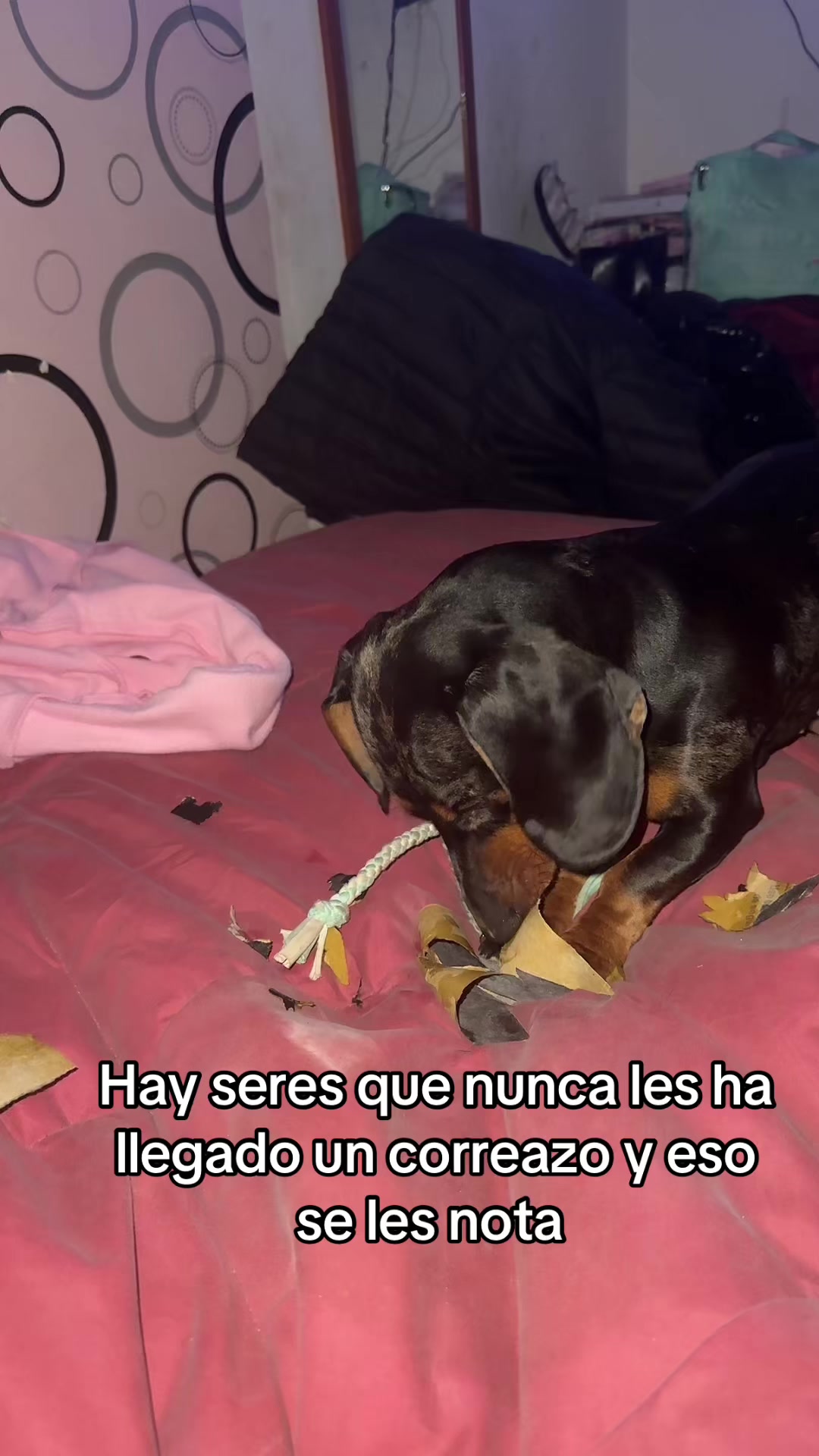 @𝑴𝒊𝒍𝒂 𝑴𝒊𝒍𝒂𝒏𝒆𝒔𝒂 🐾
