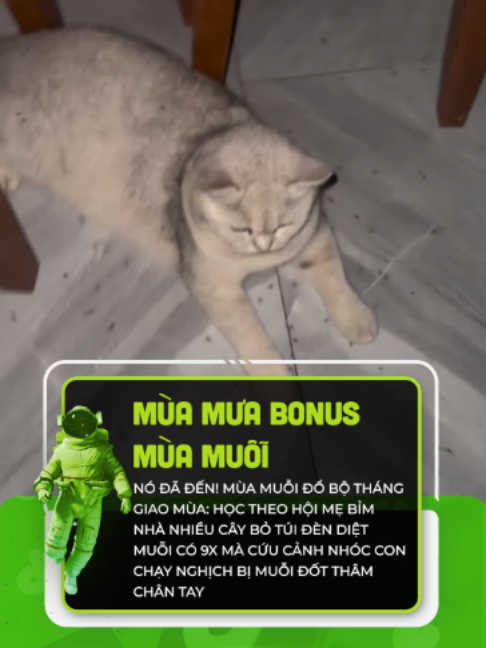 @Du H&agrave;nh TikTok