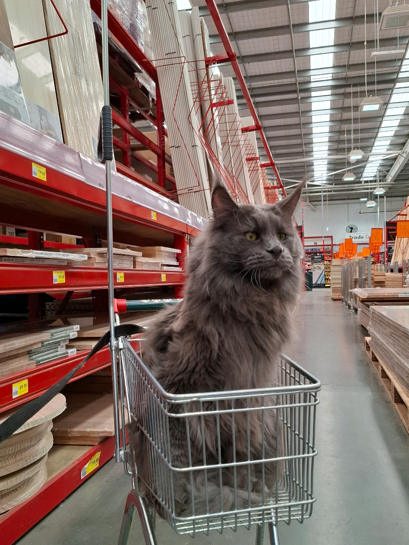 @Ragnar the Maine Coon 🐈