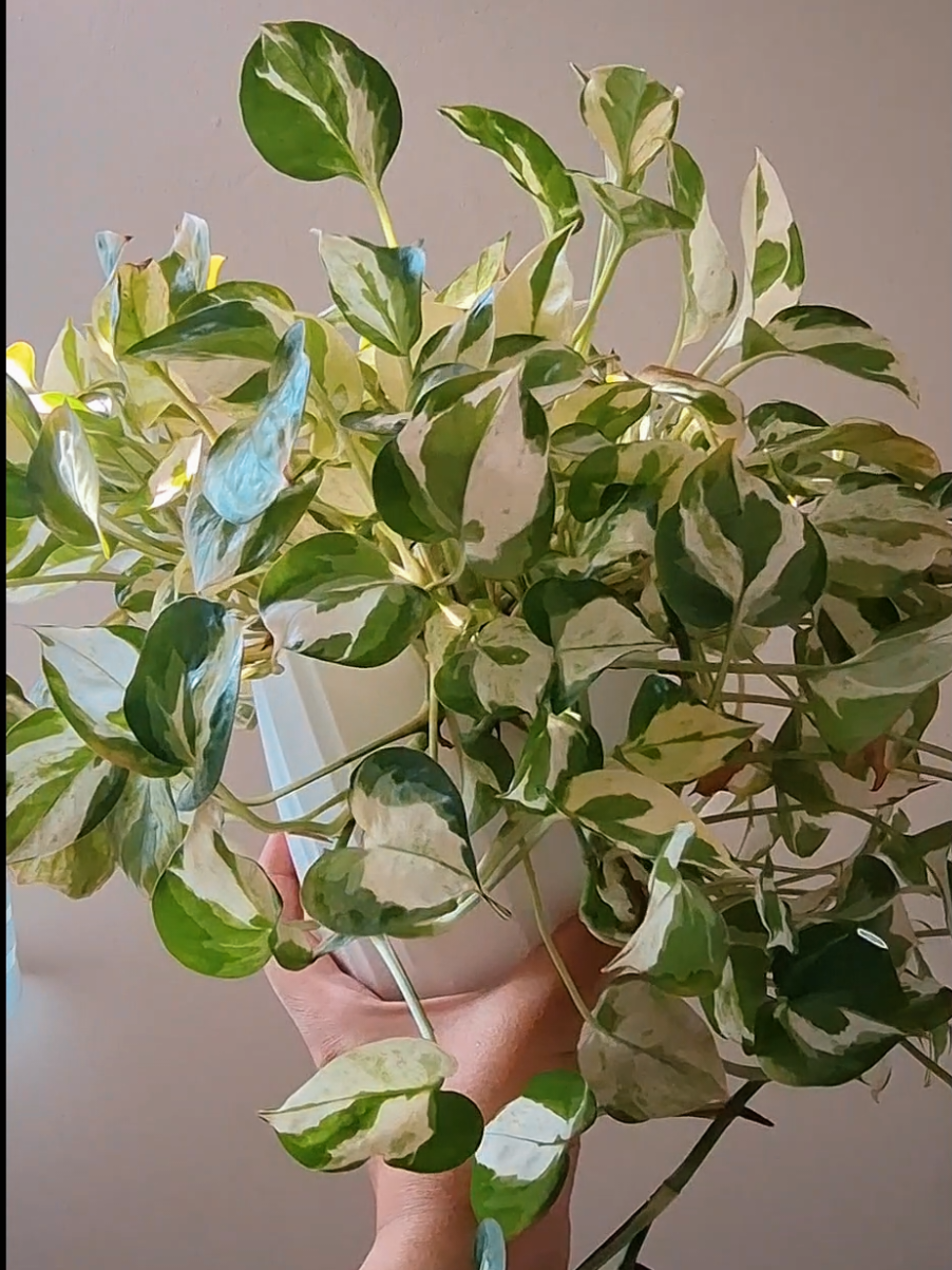 @Sara | Indoor Plants | 🇲🇾