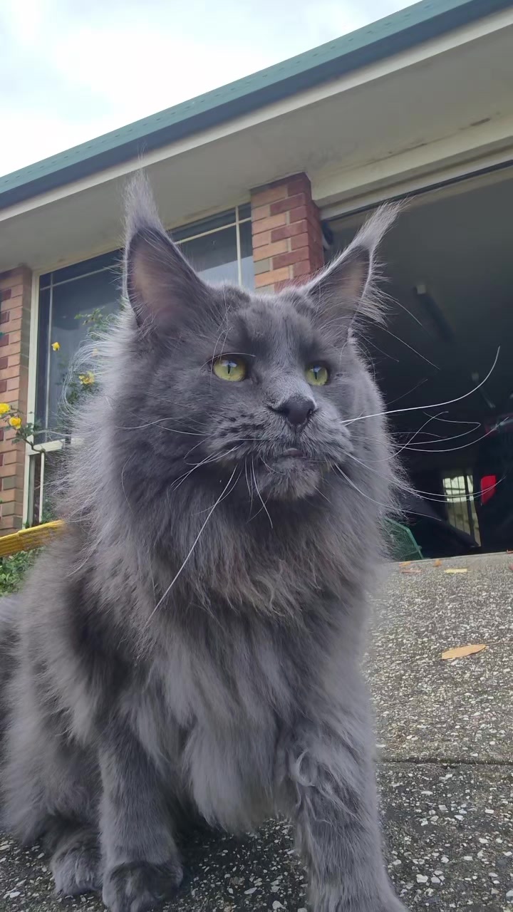 @Ragnar the Maine Coon 🐈