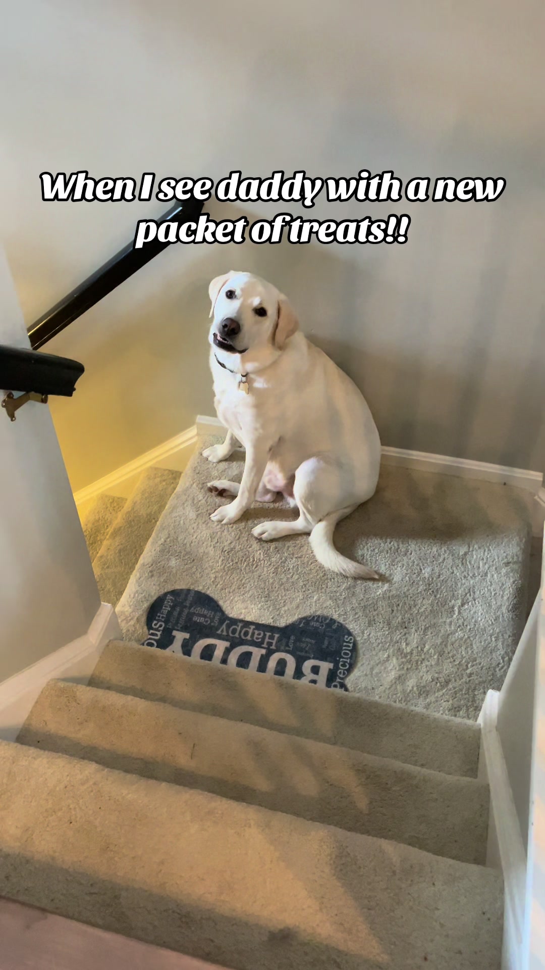 @Buddy_the_lab