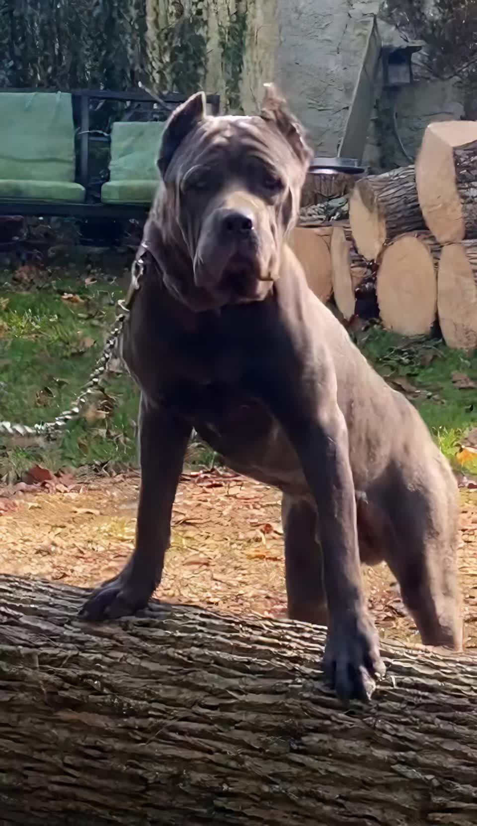 @Ultimate Puppies