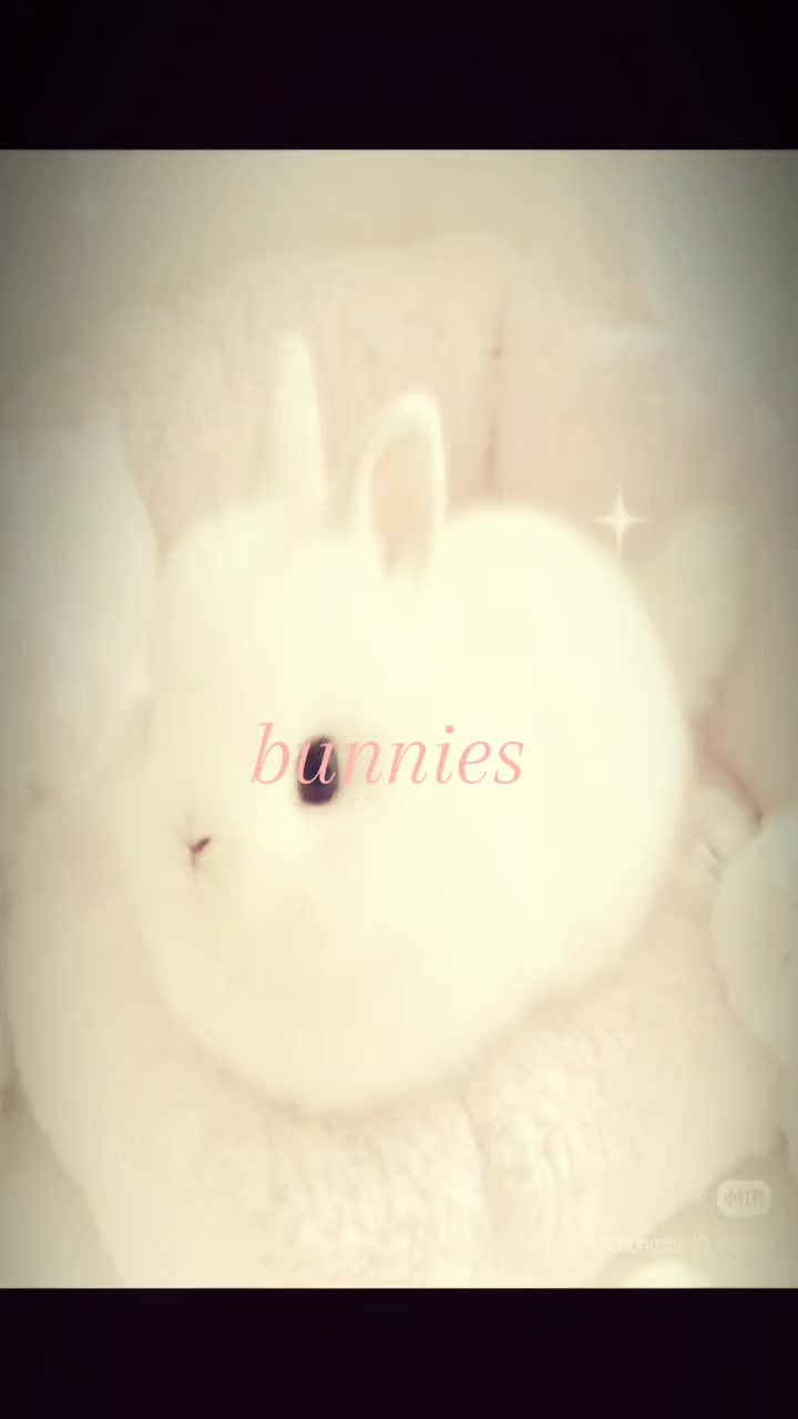 @bunnies