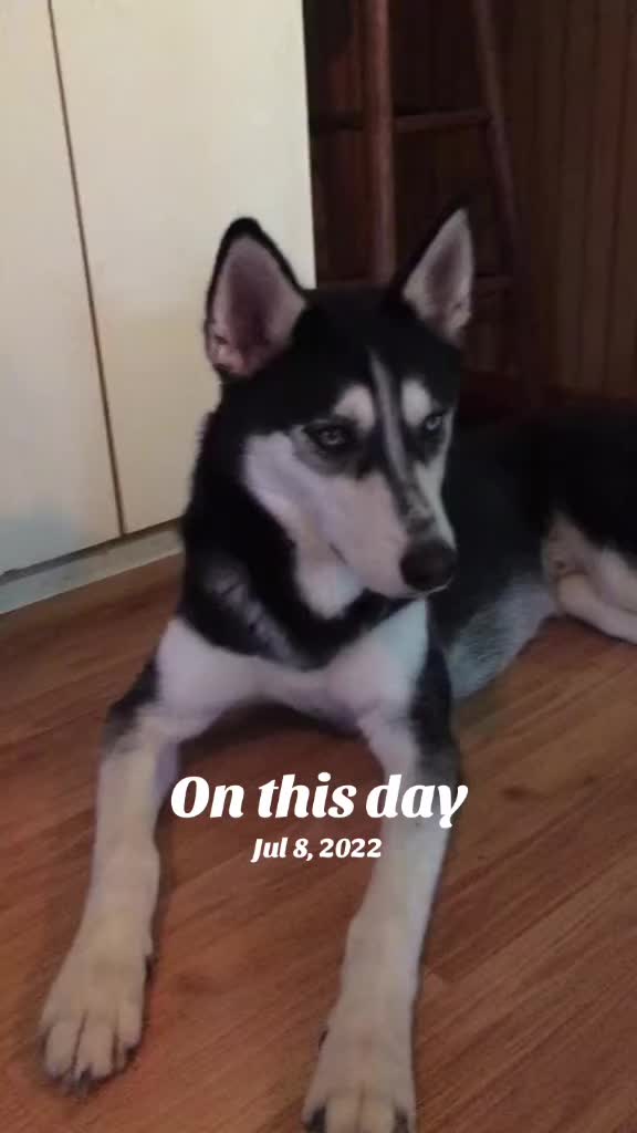 @Martin Scorsese the husky