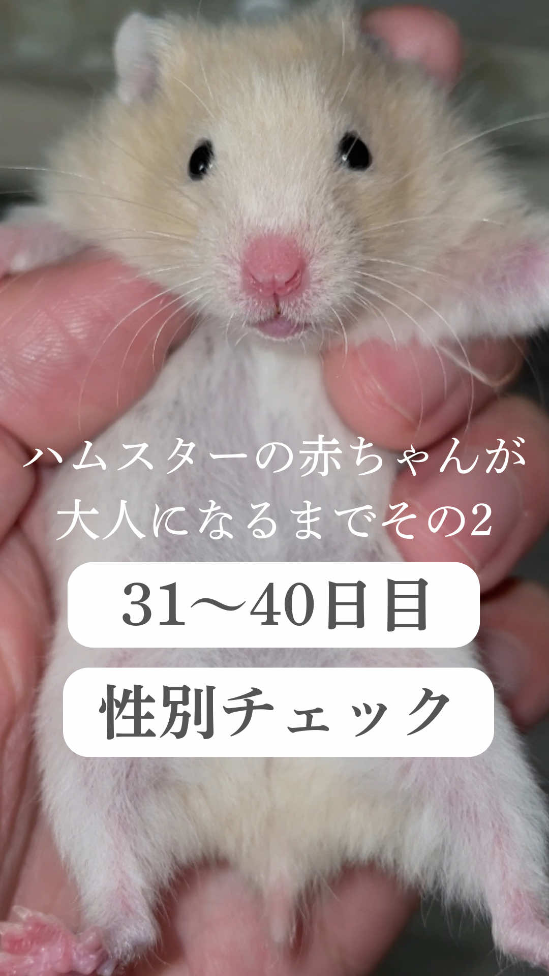 @はむはむパーク