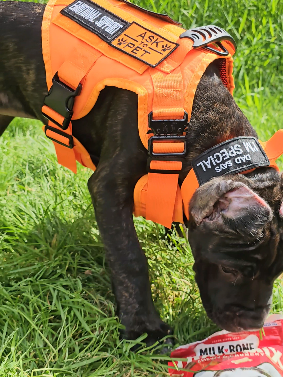 @SalmonCreekCaneCorso