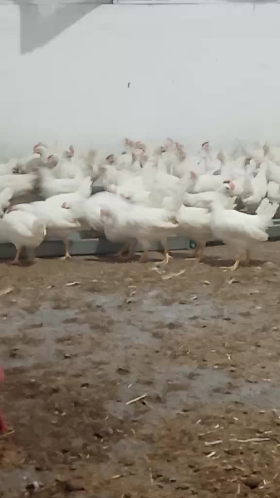 @nefretimsin dünya