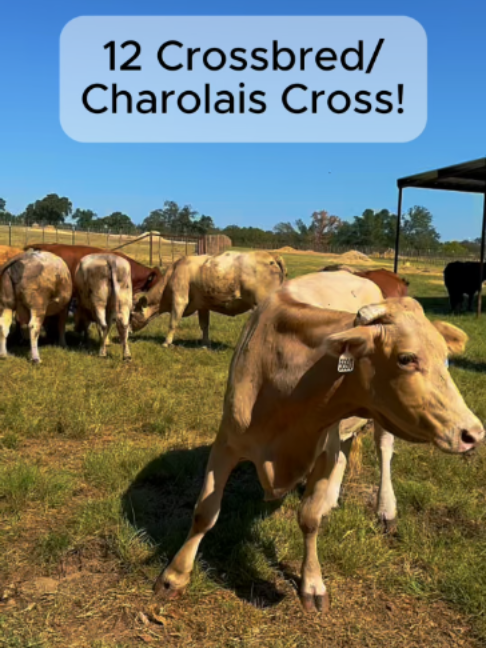@Rutherford Land and Cattle