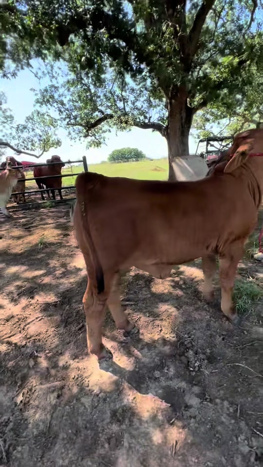 @The V6 Ranch