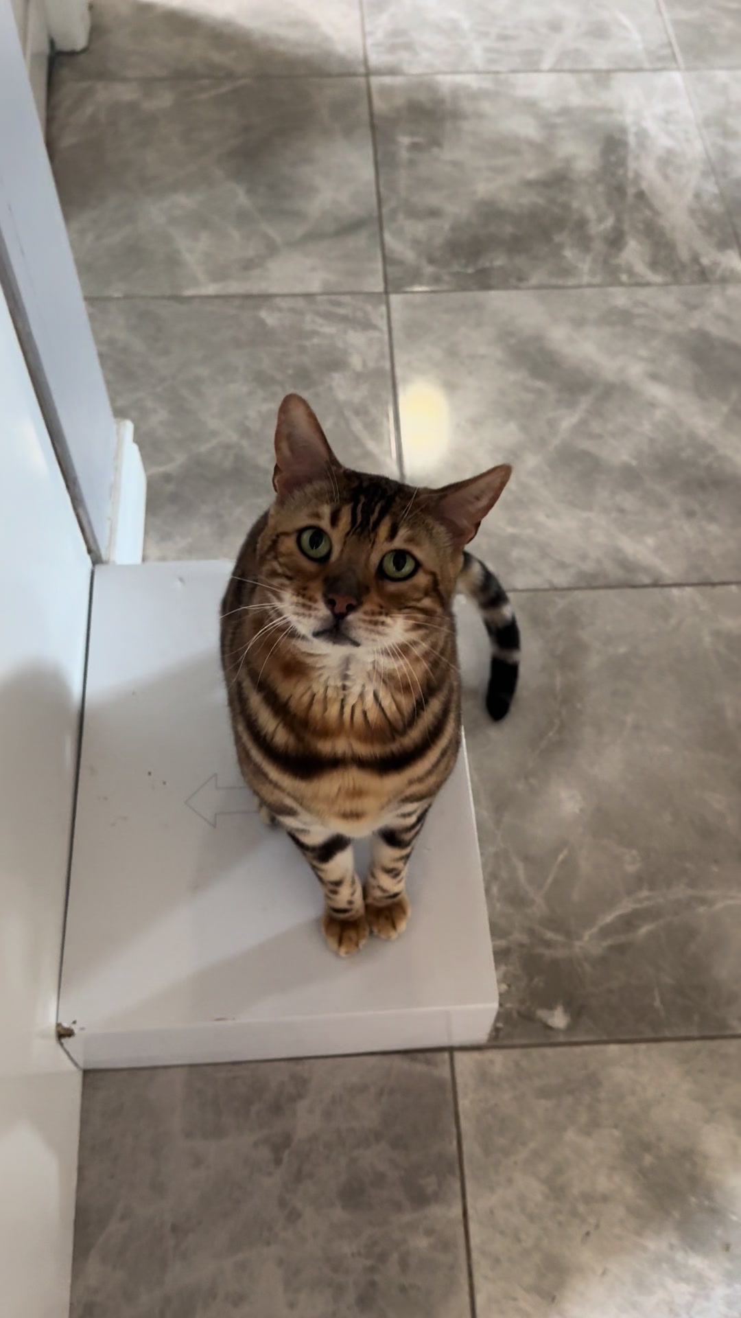 @George_The_Bengal_Cat