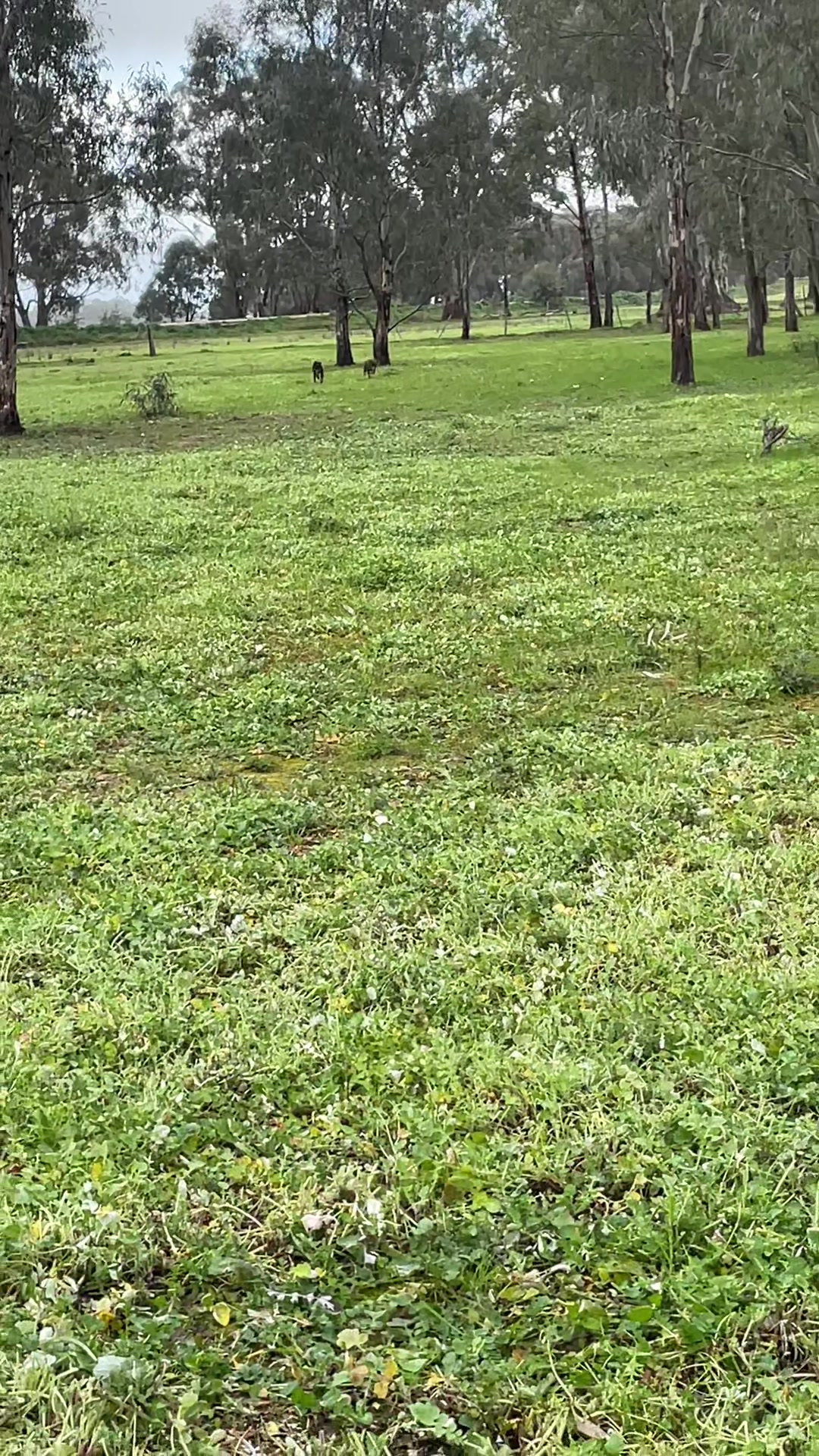 @SouthernDreamin Kelpie stud