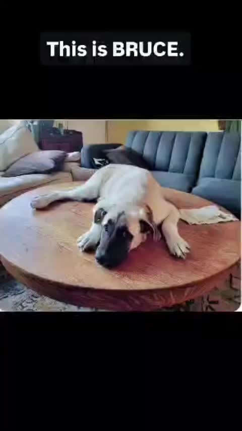 @Cane Corsos