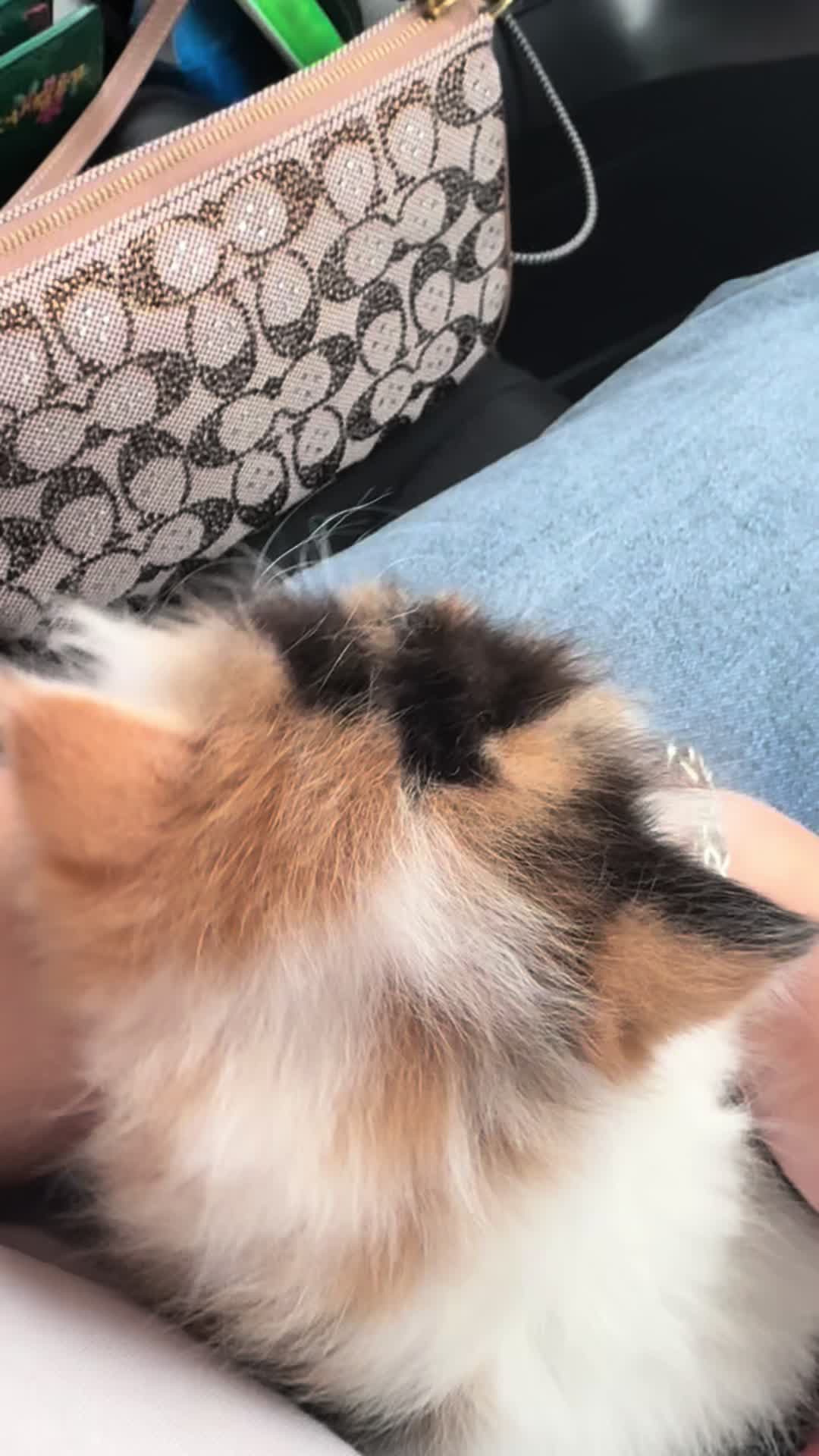 @ᴄᴀꜱꜱɪᴇ