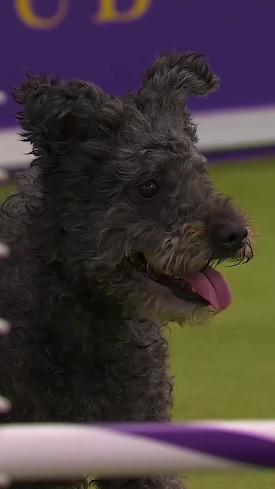 @Westminster Kennel Club