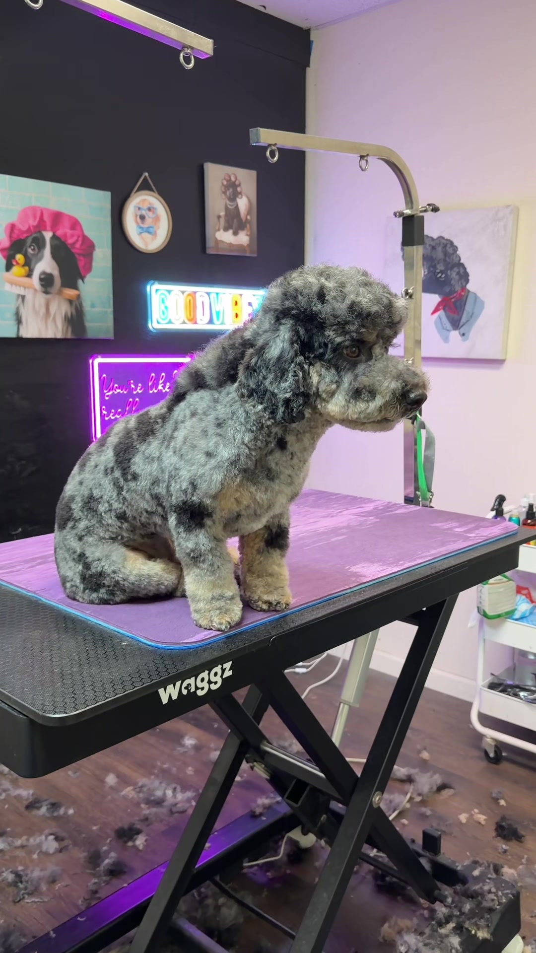 @DIRTY.PAWS.PETSALON