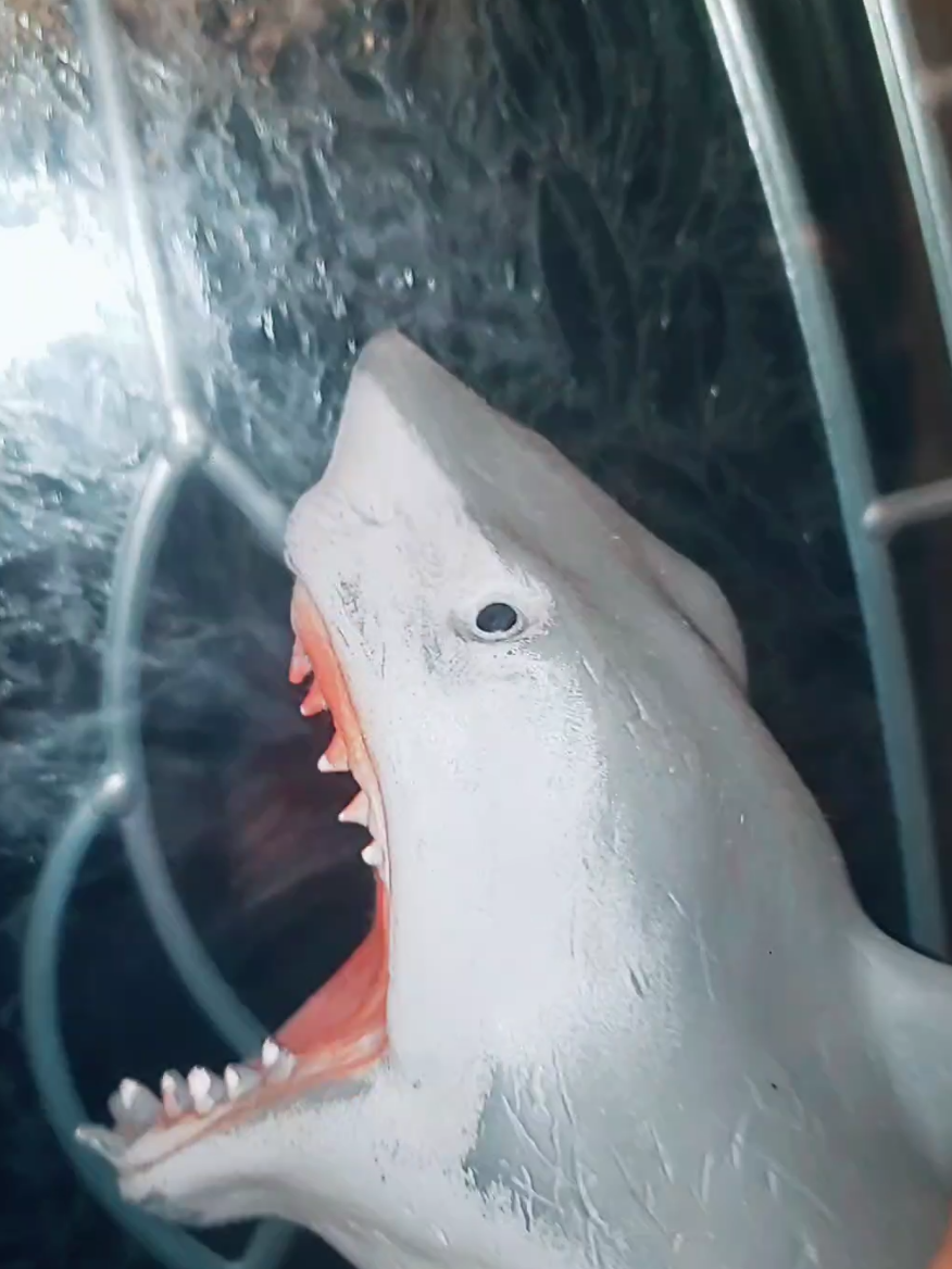 @Sharky 🦈