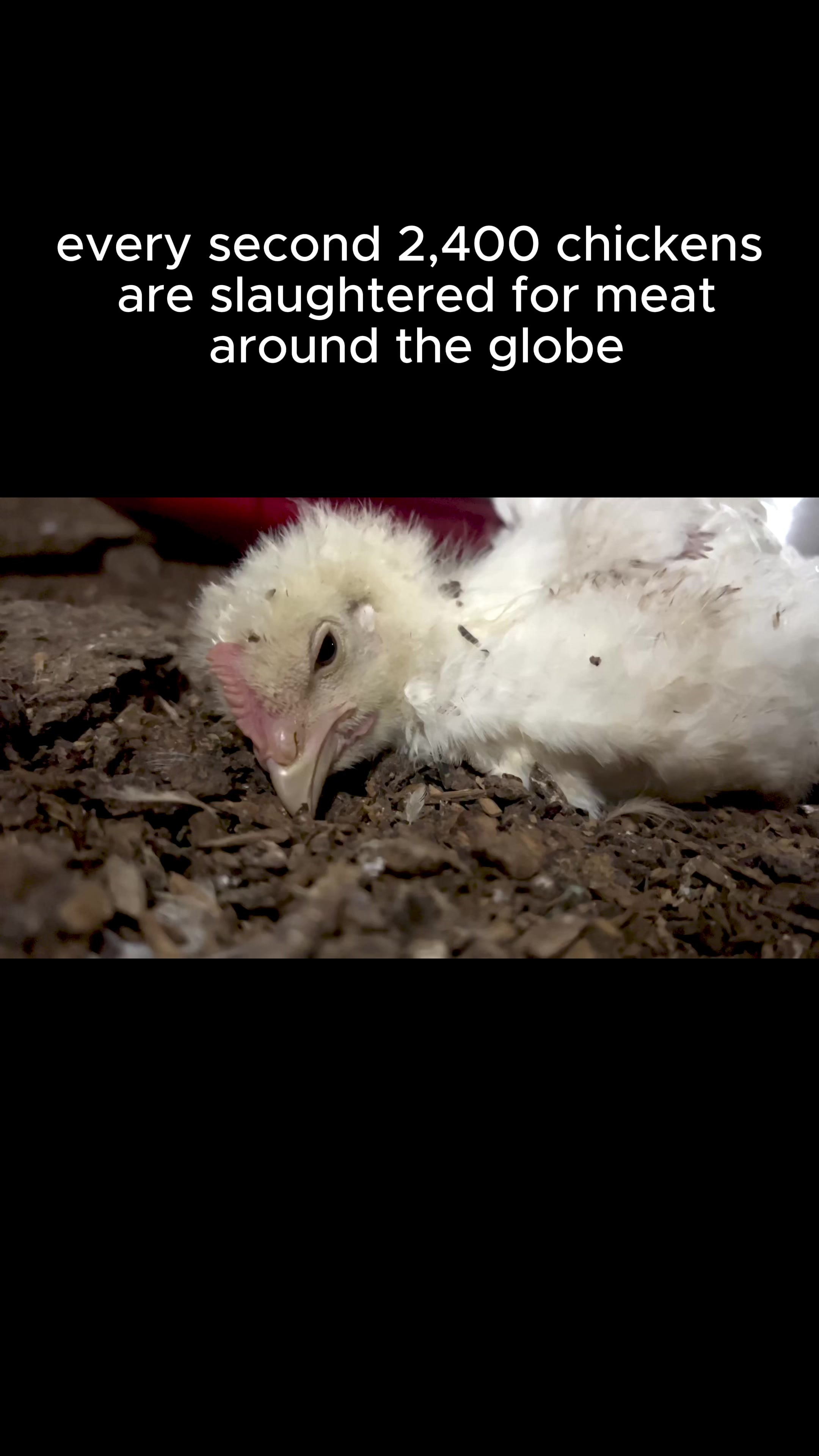 @Animal Outlook