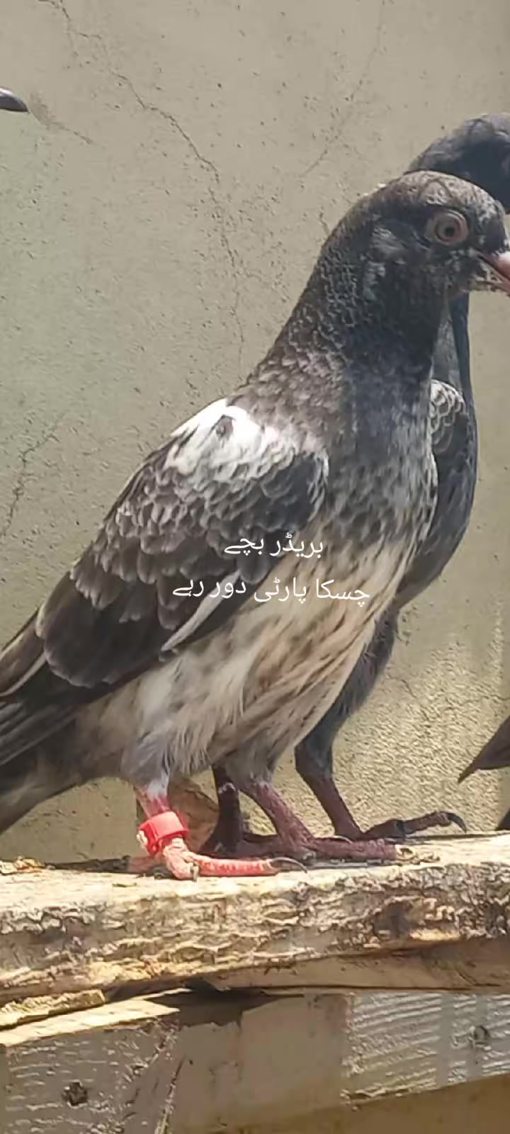 @Ranakasuripigeon