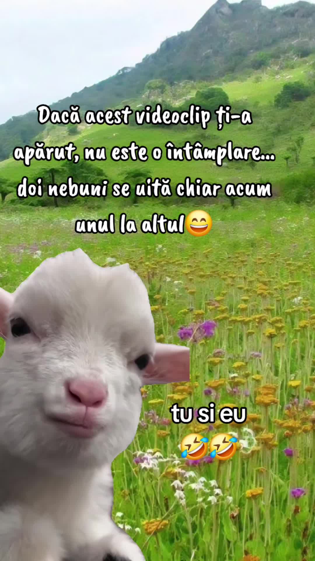 @ank_andreescu867