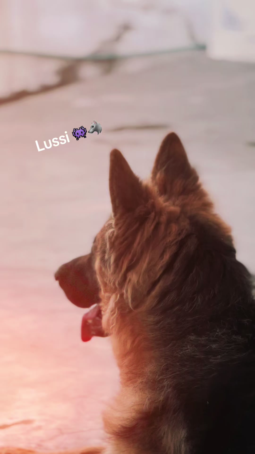 @Ha〽️زÃ 🐺