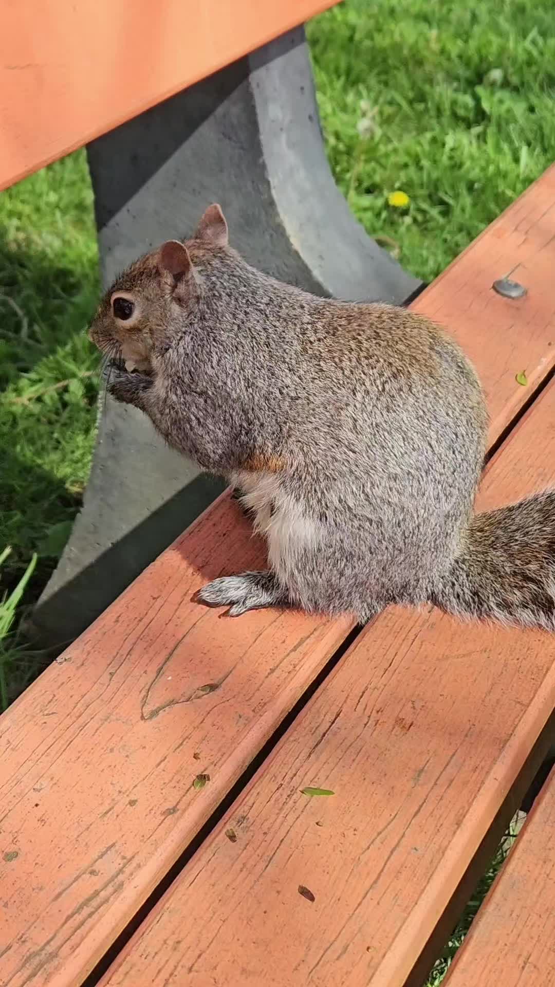 @cschultz2