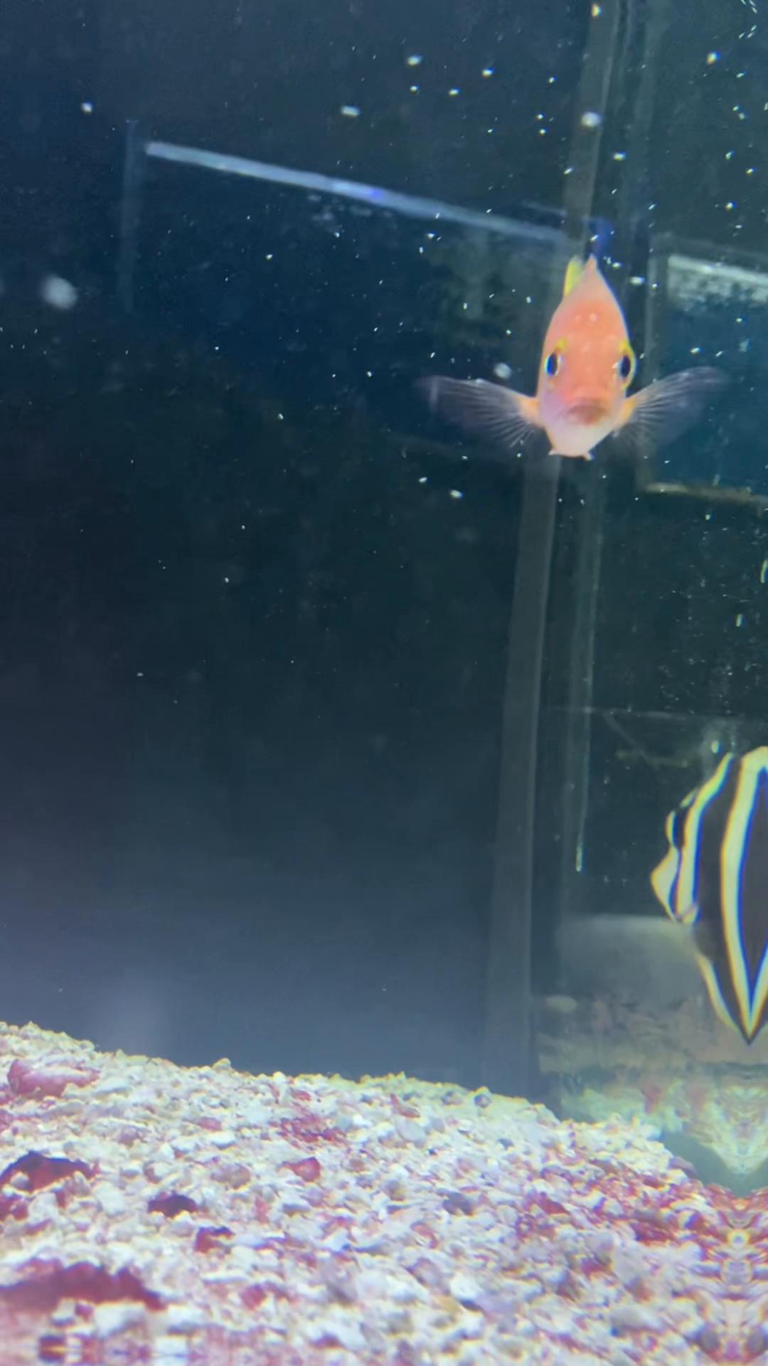 @fintastic aquariums