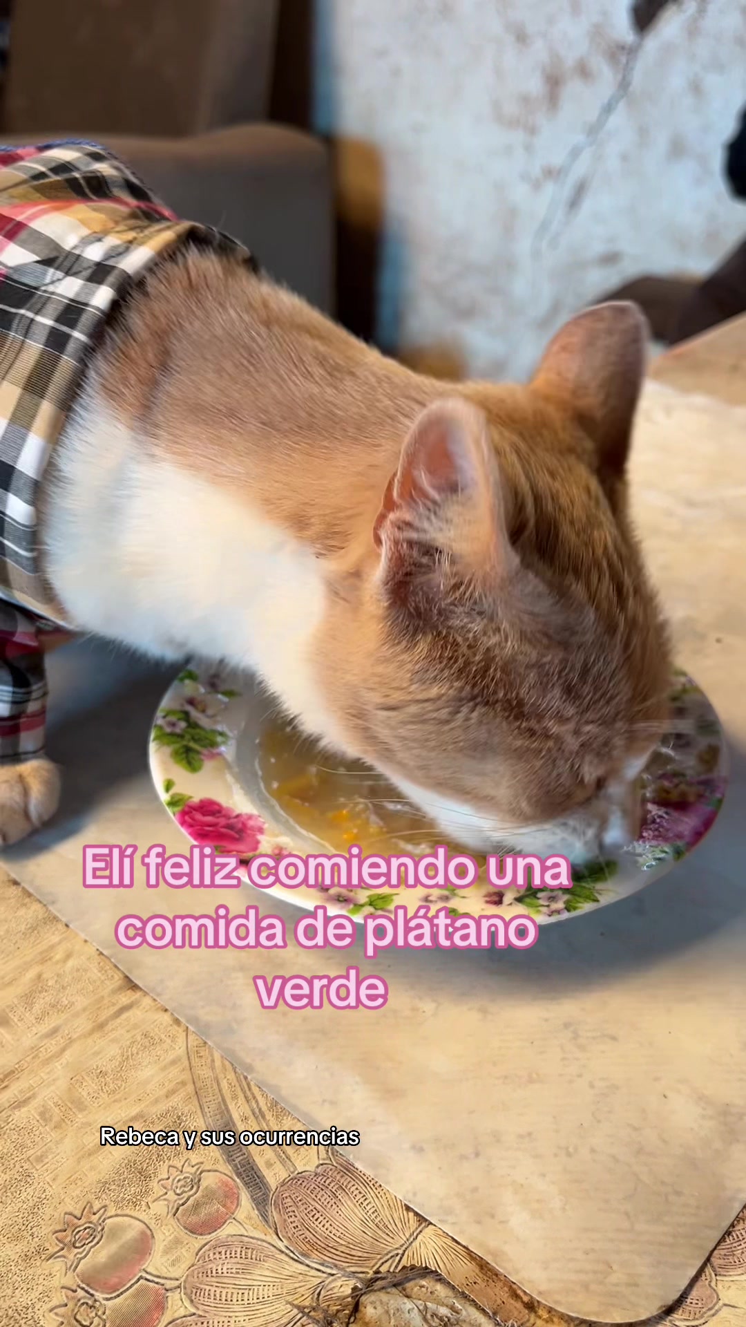 @🐈Rebeca y sus ocurrencias