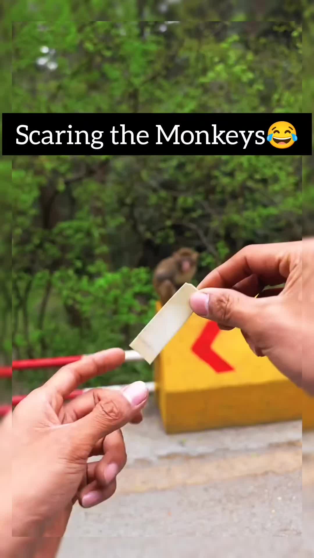 @Daily Monkey Fun