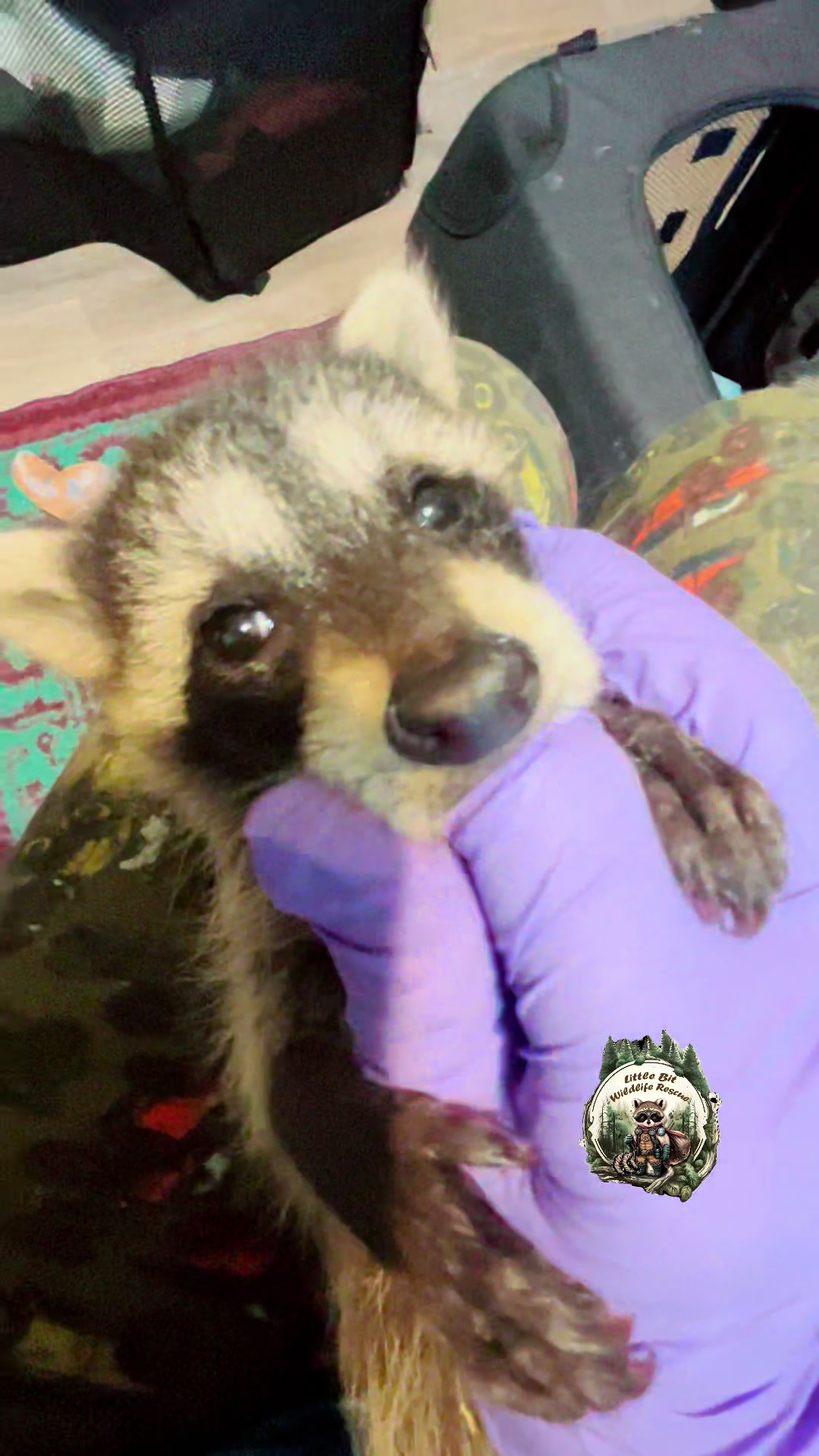 @Little Bit Wildlife Rescue