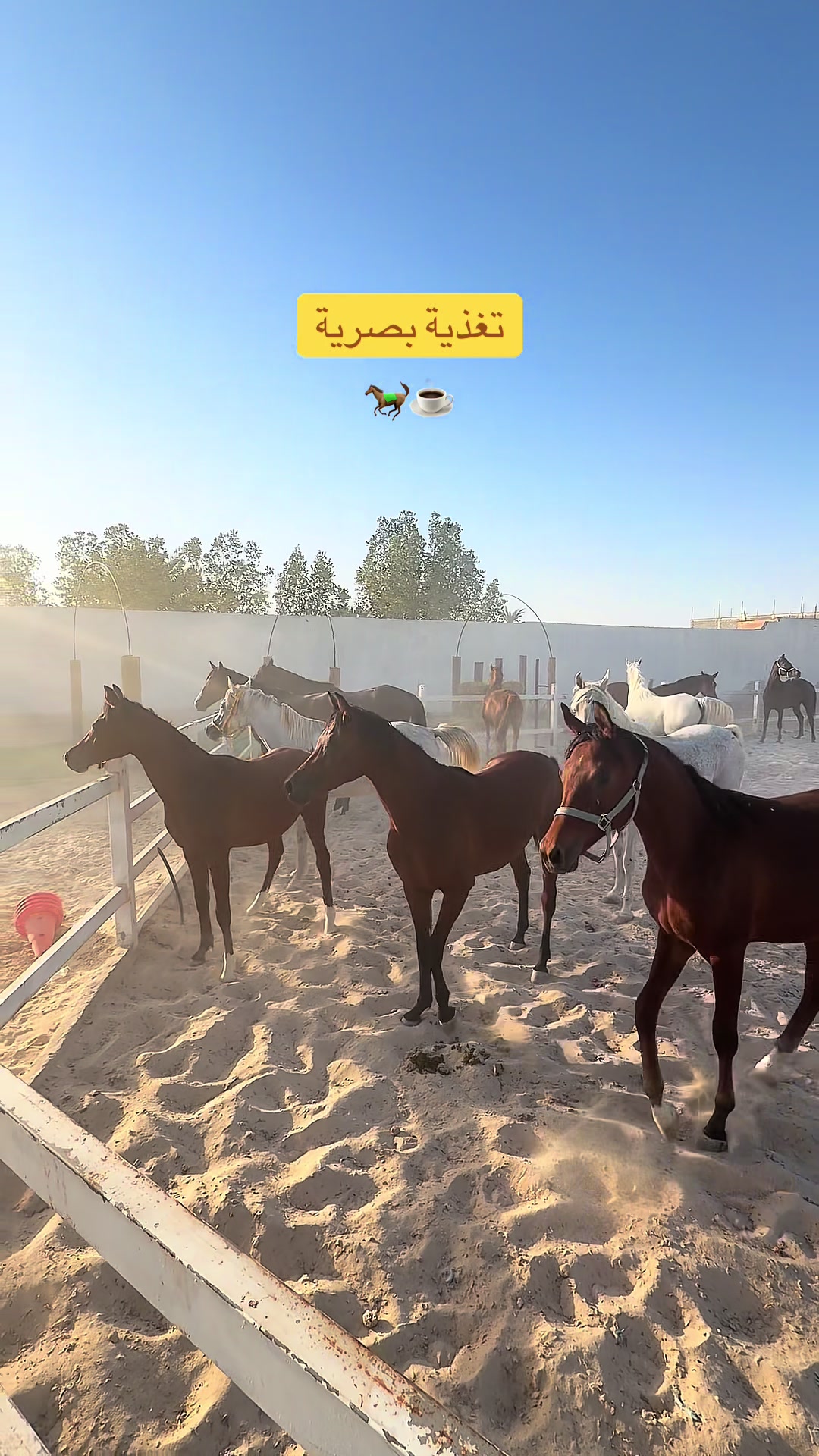 @Horsey.blee