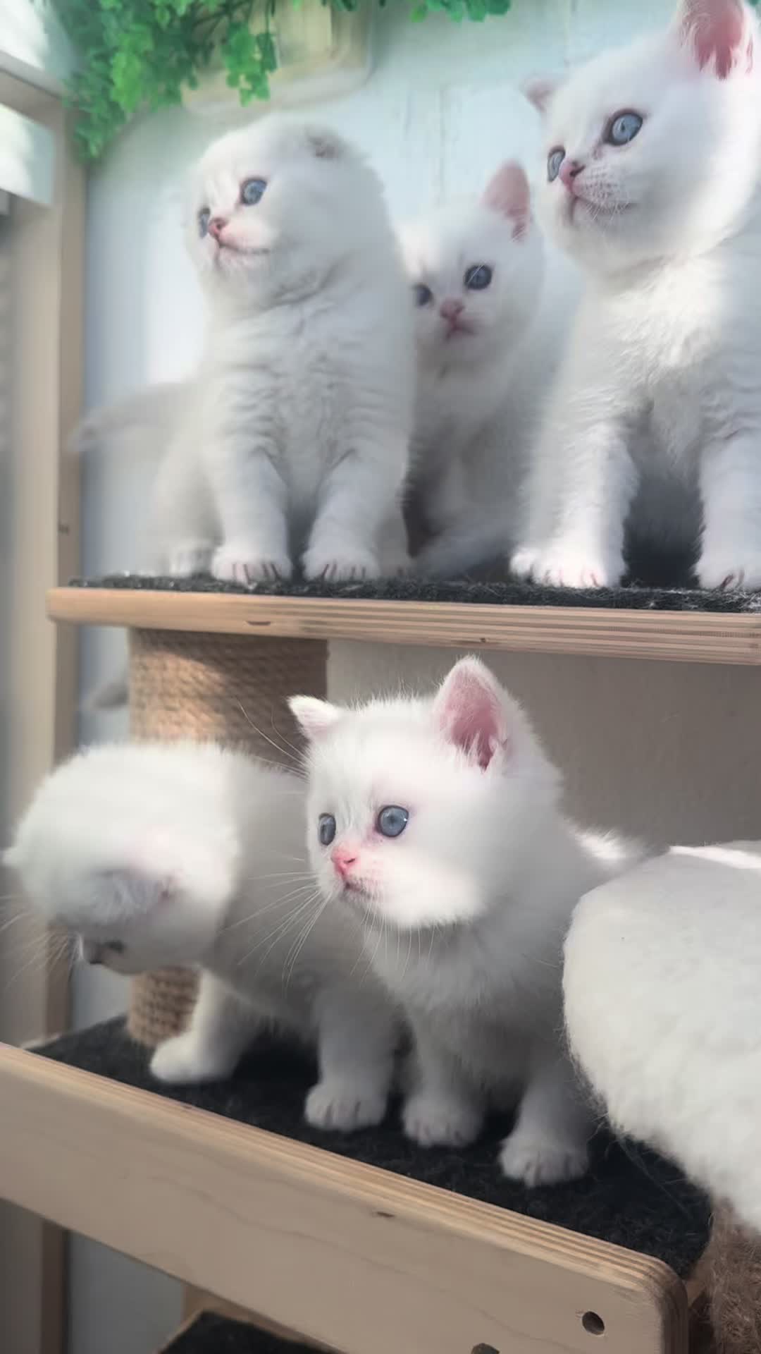 @swetlana_kittycat