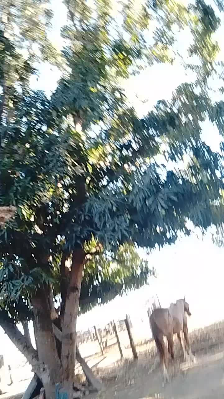 @Rodrigues Costa